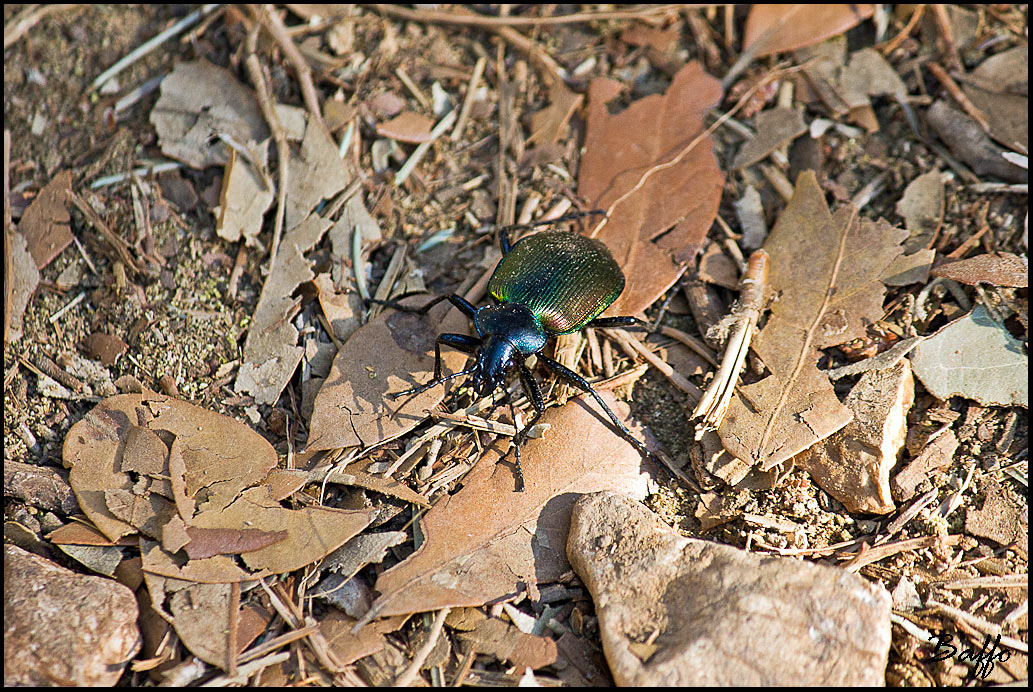 Larva di Calosoma sycophanta dalla Croazia